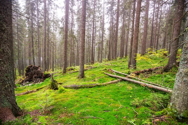 Fantastisk Regnskog Träd Täckta Med Tjockt Lager Mossa — Stockfoto