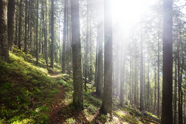 Travi Sole Nelle Giornate Limpide Nella Foresta Verde — Foto Stock