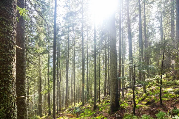 Rayons Soleil Par Temps Clair Dans Forêt Verte — Photo