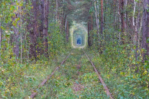 Stromový Tunel Začátku Podzimní Sezóny — Stock fotografie