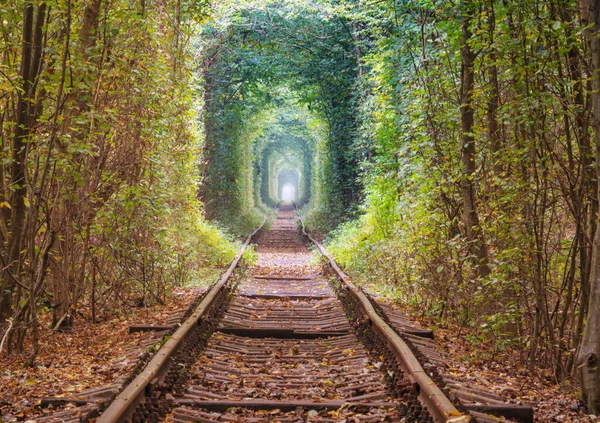 Stromový Tunel Začátku Podzimní Sezóny — Stock fotografie