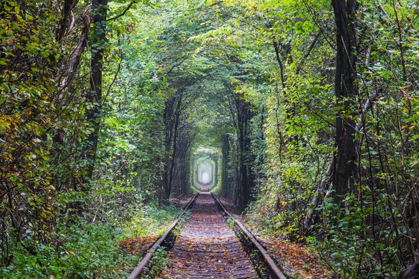 Túnel Árboles Principios Otoño — Foto de Stock