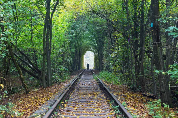 Stromový Tunel Začátku Podzimní Sezóny — Stock fotografie