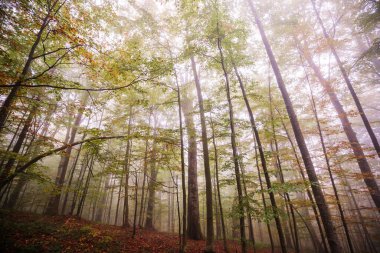 Sonbahar sonu manzaraları. Sabah sisli ormanlarda