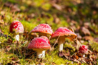 Sonbahar mevsiminde benekli mantarlar