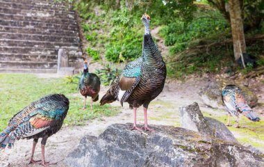 Vahşi Ocellated Hindi Tikal Ulusal Parkı, Gutemala 'da. Güney Amerika.