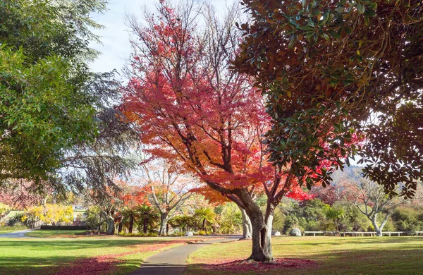 ニュージーランドの秋の公園にある美しいカラフルな木や池 — ストック写真