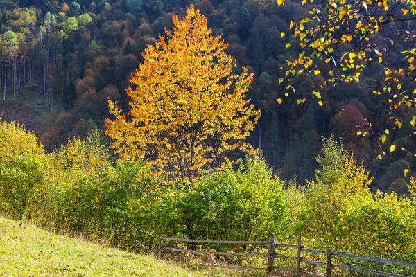 Arbre Automne Dans Parc Municipal — Photo