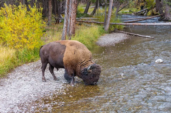 Wild Buffalo Yellowstone National Park Usa — Stockfoto