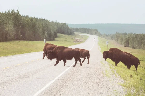 Dziki Buffalo Parku Narodowym Yellowstone Usa — Zdjęcie stockowe