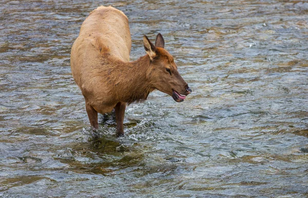エルクはイエローストーン国立公園の沸騰した川の水に立っています — ストック写真