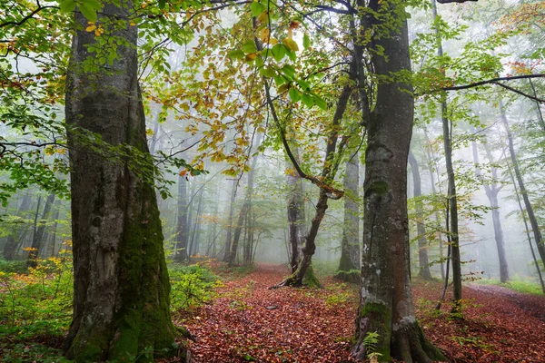 Paisagens Finais Outono Floresta Enevoada Ele Manhã — Fotografia de Stock