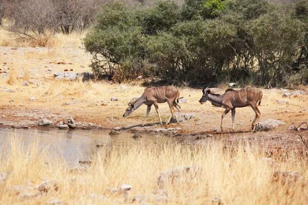 Dos Antílopes Kudu Mayores Tragelaphus Strepsiceros Parque Nacional Etosha Namibia —  Fotos de Stock