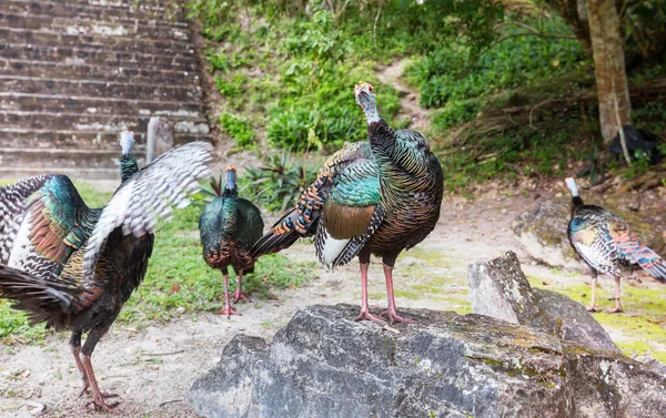 Tacchino Ocellato Selvatico Nel Parco Nazionale Del Tikal Gutemala America — Foto Stock