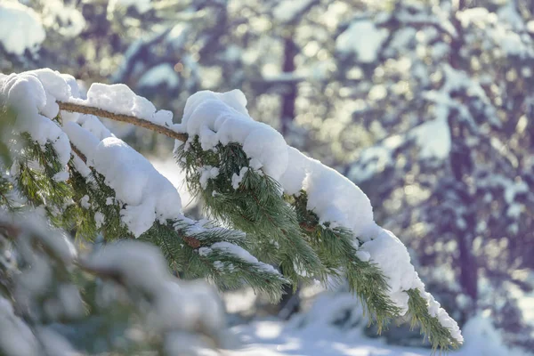 Bosque Cubierto Nieve Escénica Temporada Invierno Bueno Para Fondo Navidad — Foto de Stock