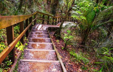 Ormanda tahta kaldırım.