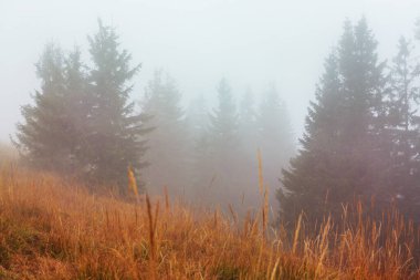 Sonbahar sonu manzaraları. Sabah sisli ormanlarda