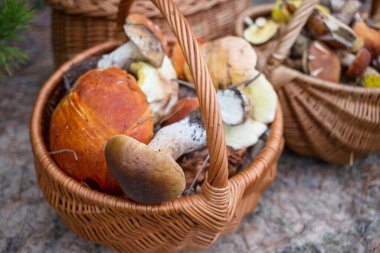 Ormanda mevsimlik sonbahar mantarları sepette