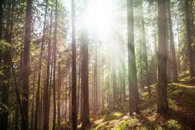 Yeşil ormanda güneşli bir günde ışıldar