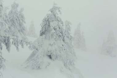 Kış dağlarında karla kaplı ağaçlar. Noel arkaplanı