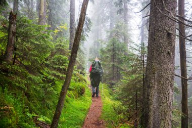 Ormandaki patikada yürüyüş yapan bir adam. Doğa yürüyüşü açık havada.