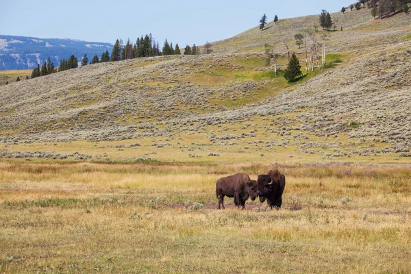 Wild Buffalo Στο Εθνικό Πάρκο Yellowstone Ηπα — Φωτογραφία Αρχείου