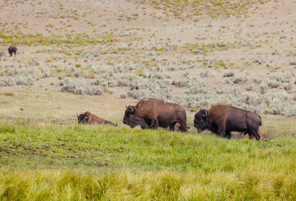 美国黄石公园的野生水牛 — 图库照片