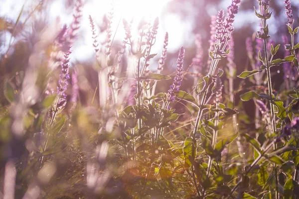 春天森林里的野花草甸 自然背景 — 图库照片