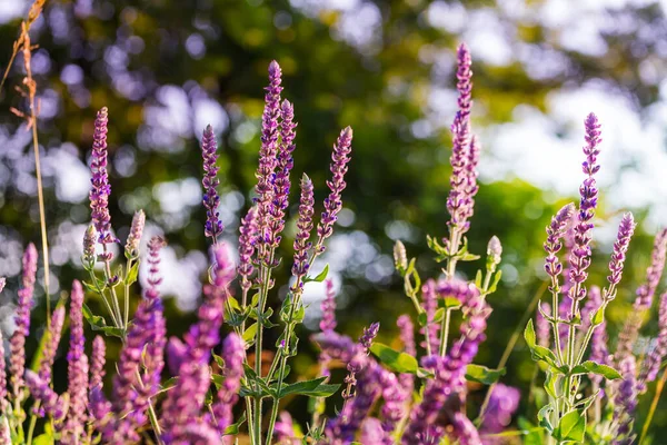 Wilde Bloemenweide Het Voorjaar Bos Lente Natuurlijke Achtergrond — Stockfoto