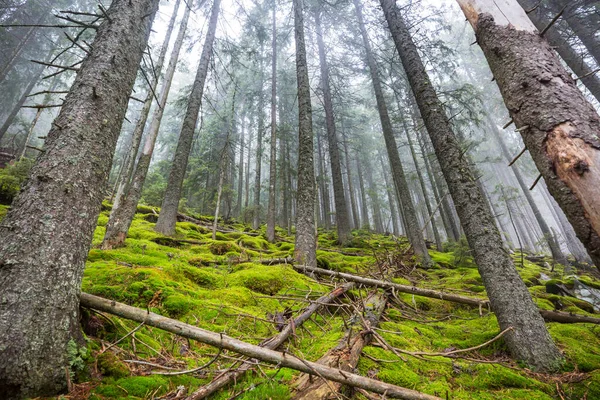 Sene Høstlandskap Misty Forest Det Morgenen – stockfoto