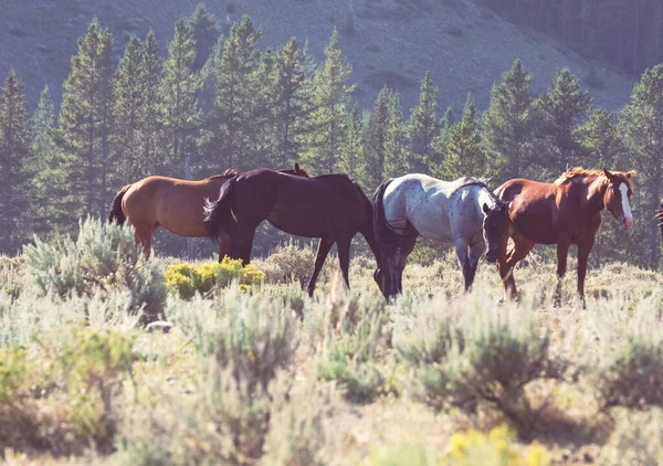 秋の牧草地で馬の群れが — ストック写真