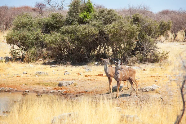 Dos Antílopes Kudu Mayores Tragelaphus Strepsiceros Parque Nacional Etosha Namibia —  Fotos de Stock