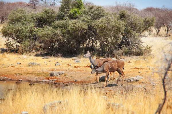 Dvě Větší Antilopy Kudu Tragelaphus Strepsiceros Národním Parku Etosha Namibie — Stock fotografie