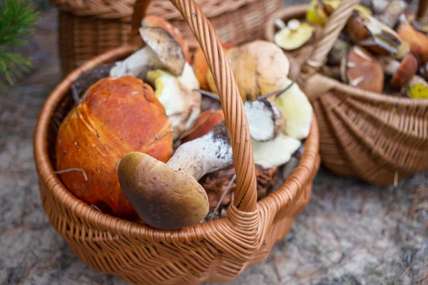 秋天的季节蘑菇在森林里的篮子里 — 图库照片