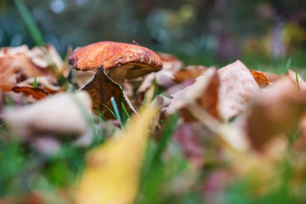 秋天森林里的食用菌 — 图库照片