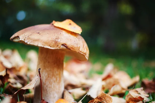 秋天森林里的食用菌 — 图库照片