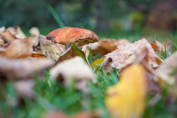 Essbare Pilze Herbstlichen Wald — Stockfoto
