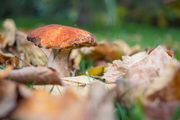 秋の森の中の食用キノコ — ストック写真