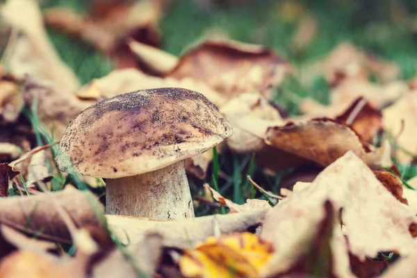 Essbare Pilze Herbstlichen Wald — Stockfoto