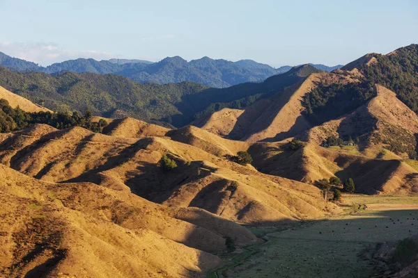 Hermoso Paisaje Rural Nueva Zelanda Amanecer —  Fotos de Stock