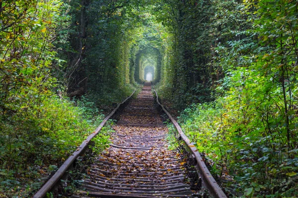 Stromový Tunel Začátku Podzimní Sezóny — Stock fotografie