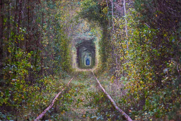 Túnel Árboles Principios Otoño — Foto de Stock