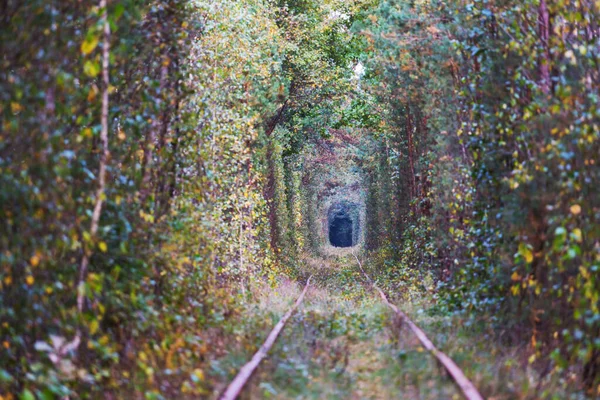 Túnel Árboles Principios Otoño — Foto de Stock