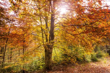 Sonbahar mevsiminde açık havada sarı ağaçlarla güneşli bir orman sahnesi.