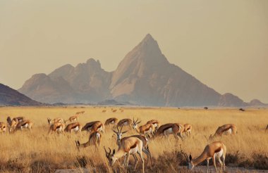 Afrika çalı, Namibya 'da bulunan Springfield (Antidorcas marsupialis). Afrika safarisini gezmek