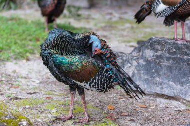 Vahşi Ocellated Hindi Tikal Ulusal Parkı, Gutemala 'da. Güney Amerika.