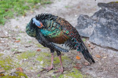 Vahşi Ocellated Hindi Tikal Ulusal Parkı, Gutemala 'da. Güney Amerika.