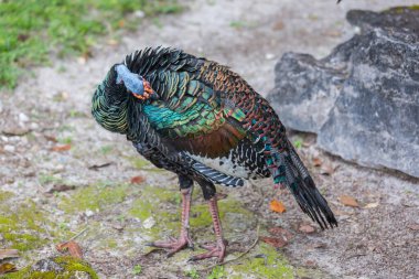 Wild Ocellated turkey in Tikal National Park, Gutemala. South America. clipart