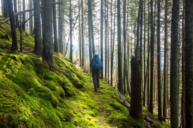 Ormandaki patikada yürüyüş yapan bir adam. Doğa yürüyüşü açık havada.