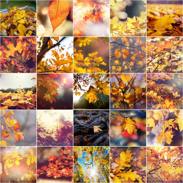 Barevné Pozadí Podzimních Listů Sadě — Stock fotografie